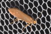 Crassa unitella