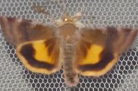 Noctua janthe