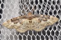 Idaea rusticata