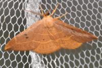 Watsonalla binaria