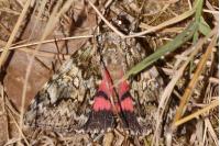 Catocala promissa