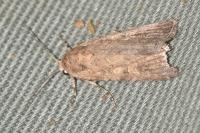 Spodoptera exigua