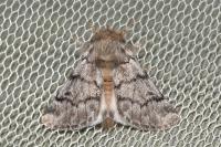 Thaumetopoea pityocampa