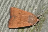 Noctua interjecta