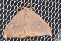 Watsonalla uncinula