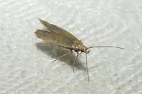 Coleophora