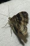 Epirrhoe alternata