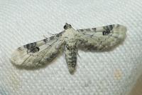 Eupithecia centaureata