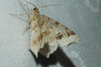 Macaria alternata