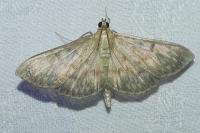 Patania ruralis