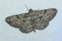 Peribatodes rhomboidaria