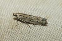 Phycitodes