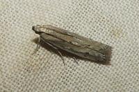 Phycitodes
