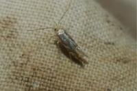 Phyllonorycter