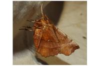 Selenia dentaria