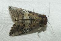 Tethea ocularis