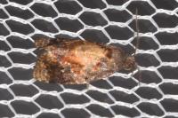 Ditula angustiorana