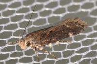 Aroga velocella