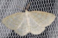 Cabera exanthemata