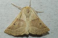 Crocallis elinguaria