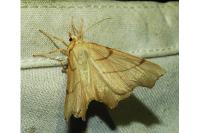 Ennomos erosaria