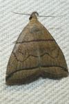 Herminia grisealis