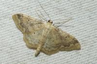 Idaea biselata