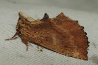 Ptilodon capucina