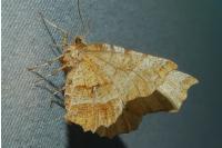 Selenia dentaria