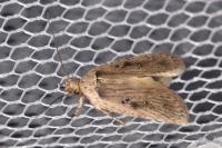 Agonopterix yeatiana