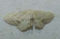 Idaea dimidiata
