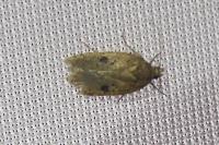 Agonopterix