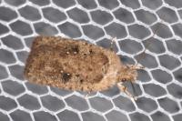 Agonopterix scopariella