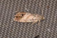 Cydia splendana