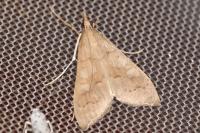 Mecyna asinalis