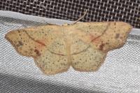 Cyclophora punctaria