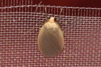 Collita griseola