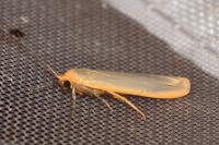 Manulea complana