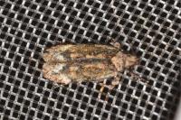 Psoricoptera gibbosella