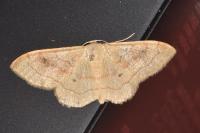 Idaea rubraria