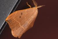 Watsonalla binaria