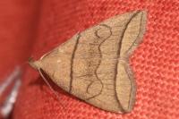 Herminia grisealis