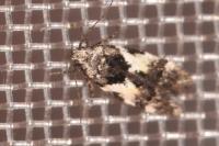 Teleiodes luculella