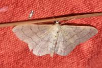 Idaea aversata