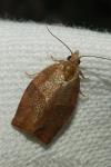 Pandemis heparana