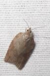 Acleris sparsana