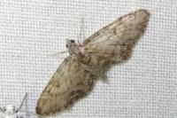 Eupithecia inturbata