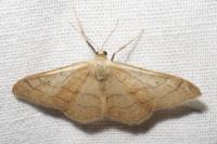 Idaea aversata