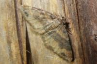 Xanthorhoe ferrugata/spadicearia