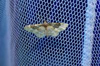 Idaea rusticata